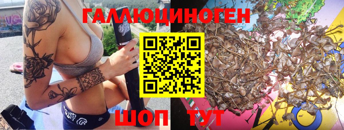 Псилоцибиновые грибы Psilocybe Люберцы